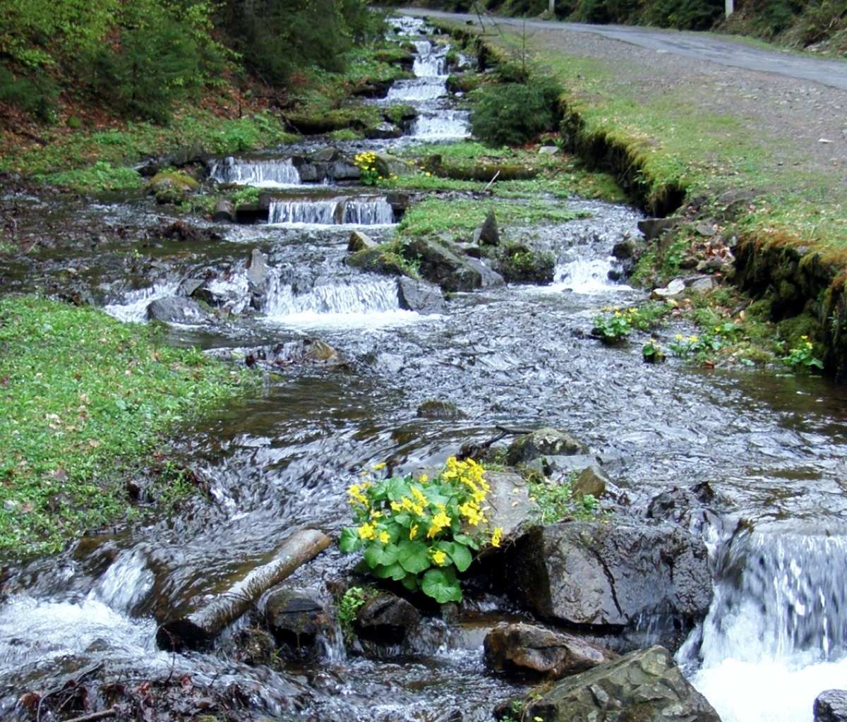    Горная река. Карпаты. Фото: Ирина Мороз