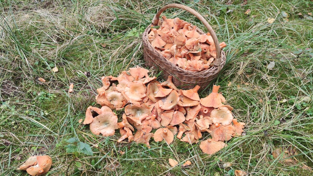 Рыжик еловый