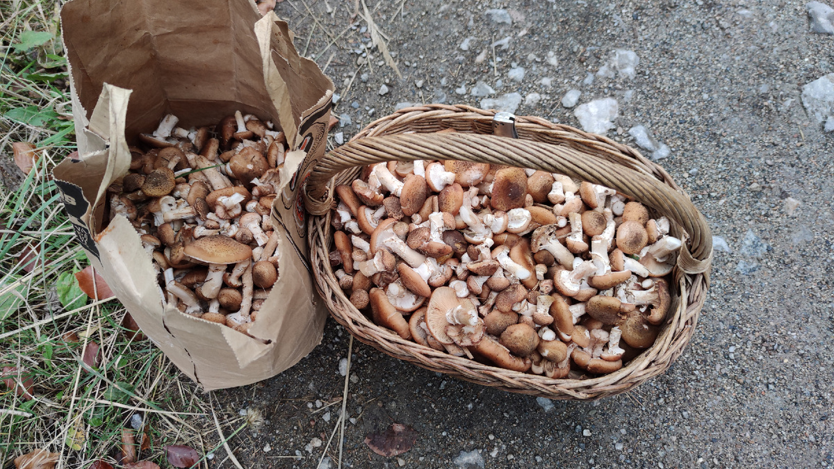 Опёнок осенний