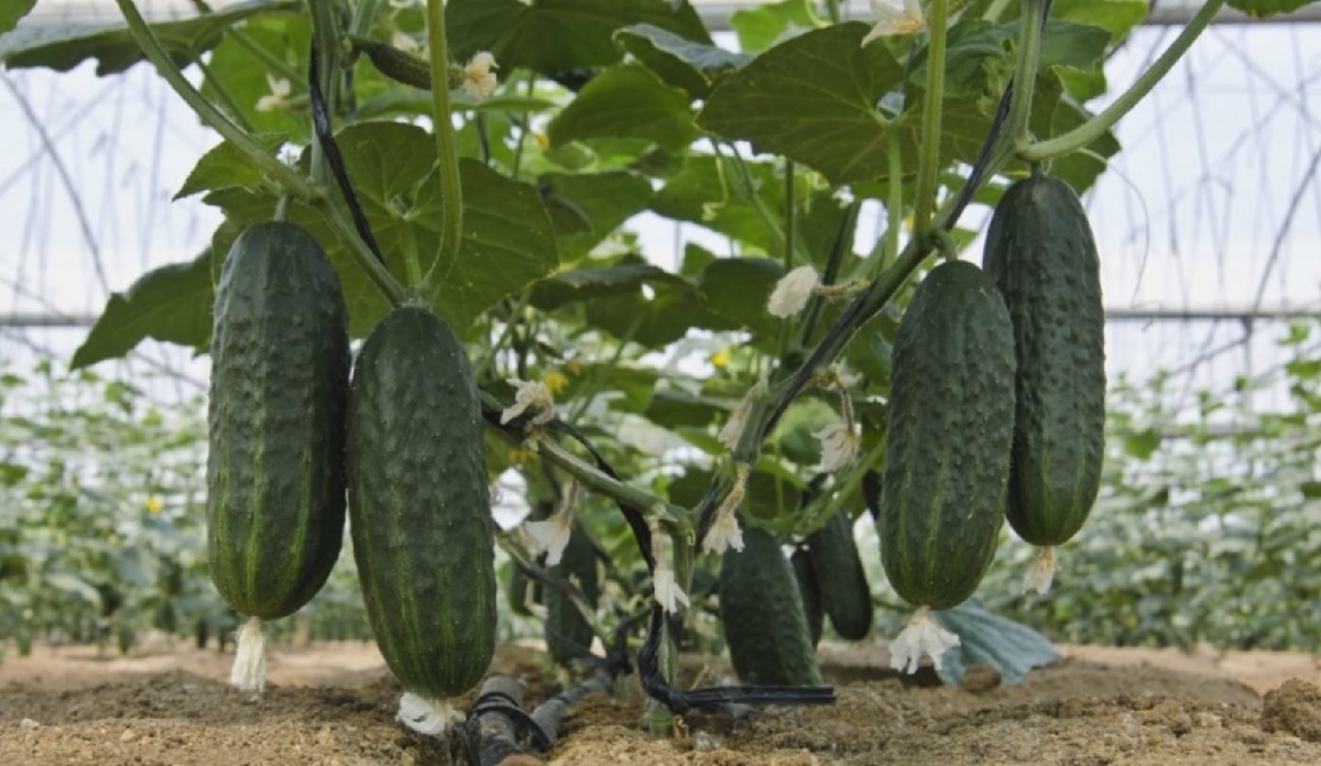 Как получить невероятный урожай огурцов: что добавить в лунку и чем подкармливать растения во время цветения?