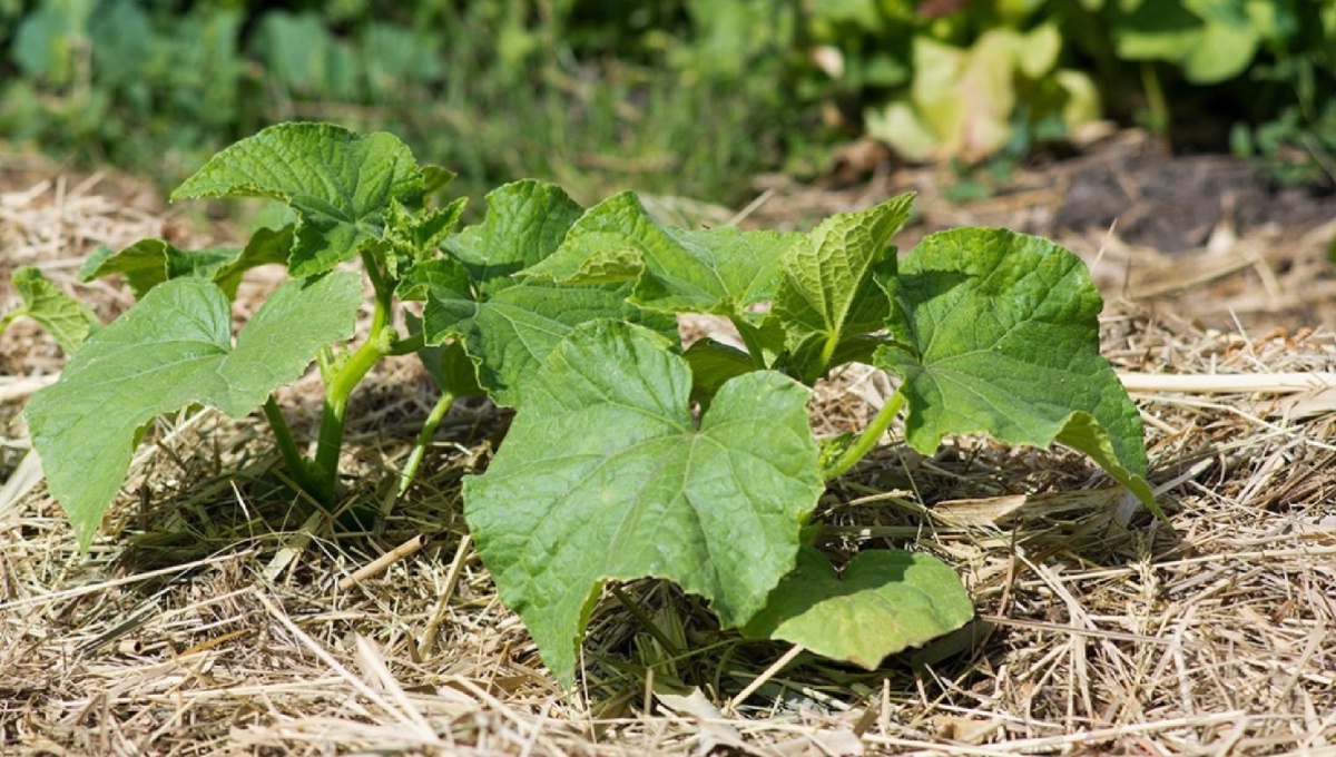 Как получить невероятный урожай огурцов: что добавить в лунку и чем подкармливать растения во время цветения?