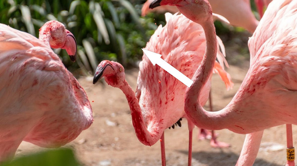    Секрет розовых фламинго раскрыт кровь бактерии и скрытая химия природы