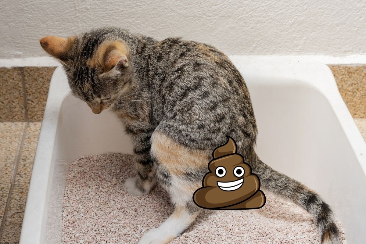 Иллюстрация взята из открытых источников