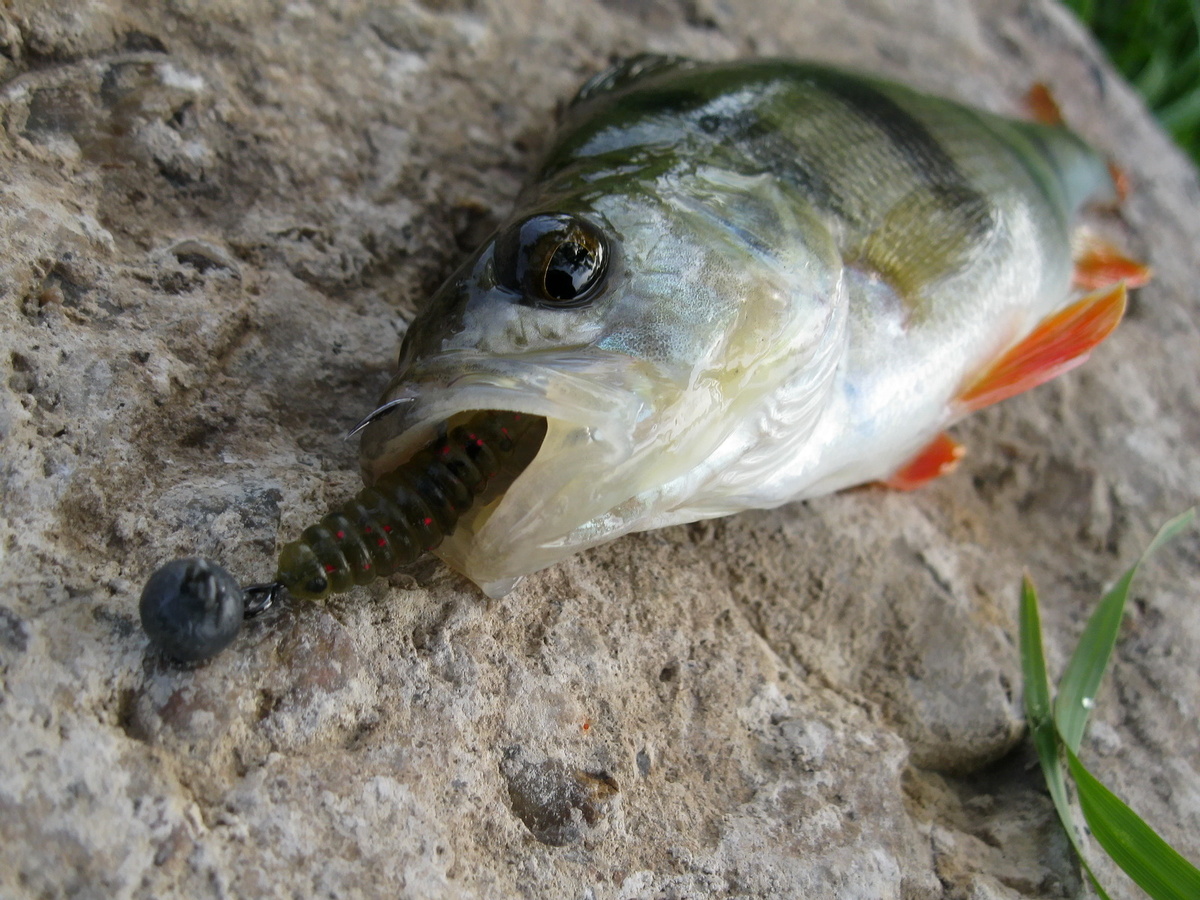 Благодаря форме изогнутого хвоста, твистер при любой, даже самой медленной проводке