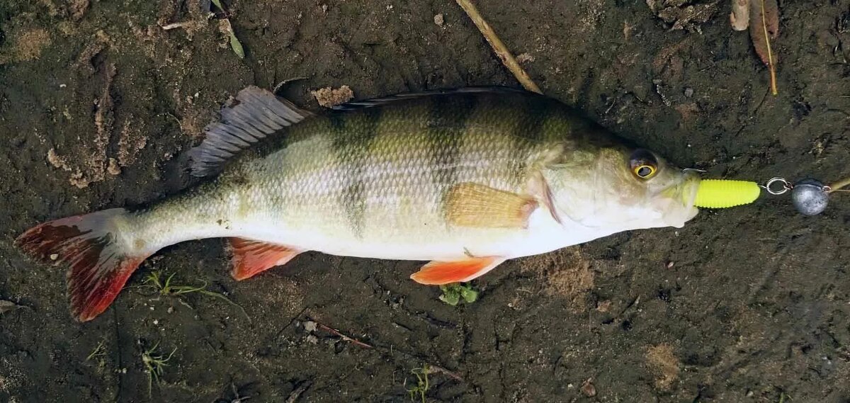 Если вдруг хищник пассивен, твистер часто "раззадоривает" его на атаку