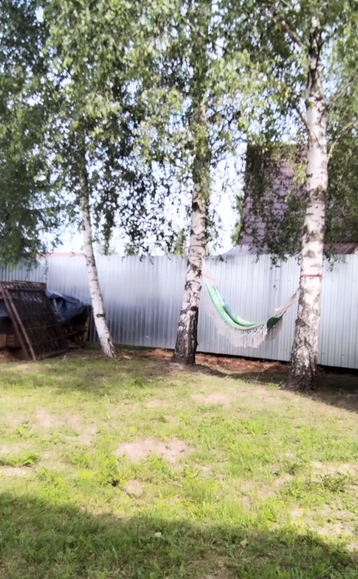 Берёзы и гамак. 