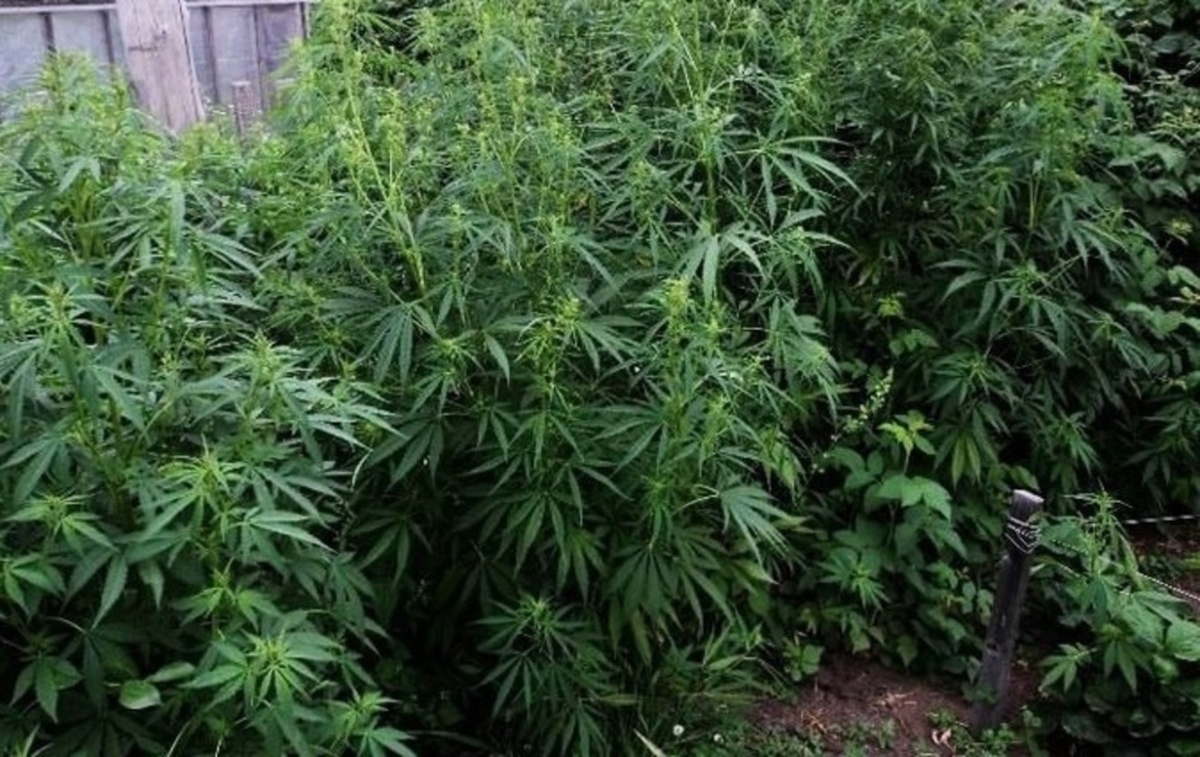    Два дня за коноплю: суд назначил курянину арест за 2,81 г наркотиков