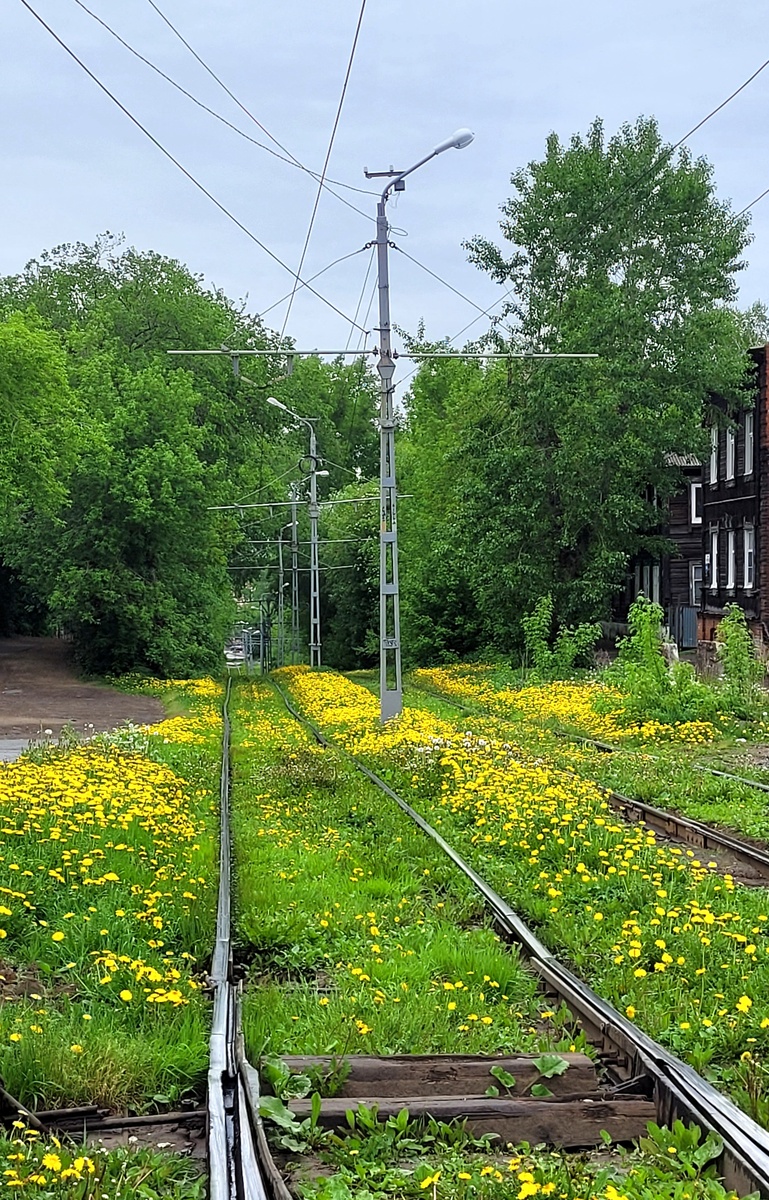 Заросли одуванчиков.