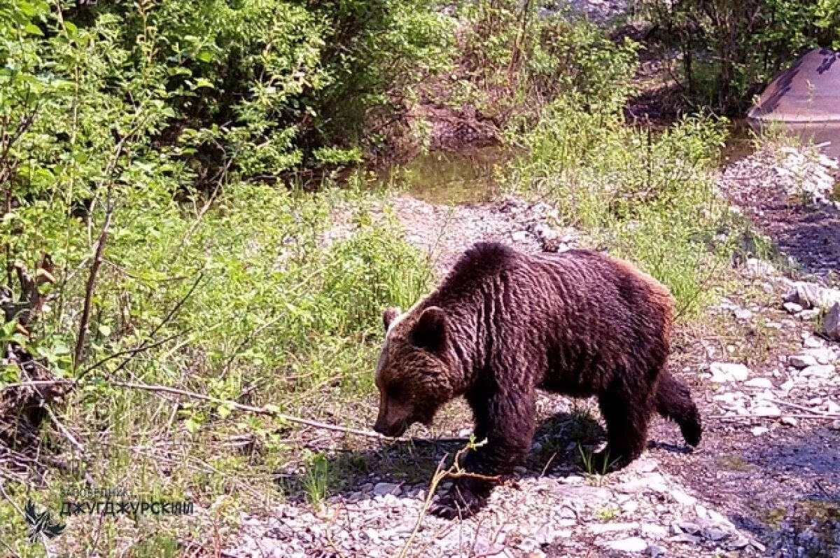    В Красноярском крае танцующий медведь попал в объектив фотоловушки