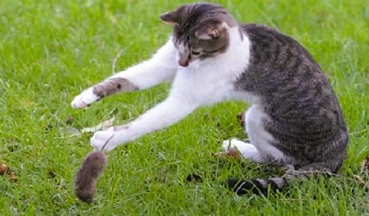 Почему кошка таскает мне мышей (Фото из Яндекс картинки)