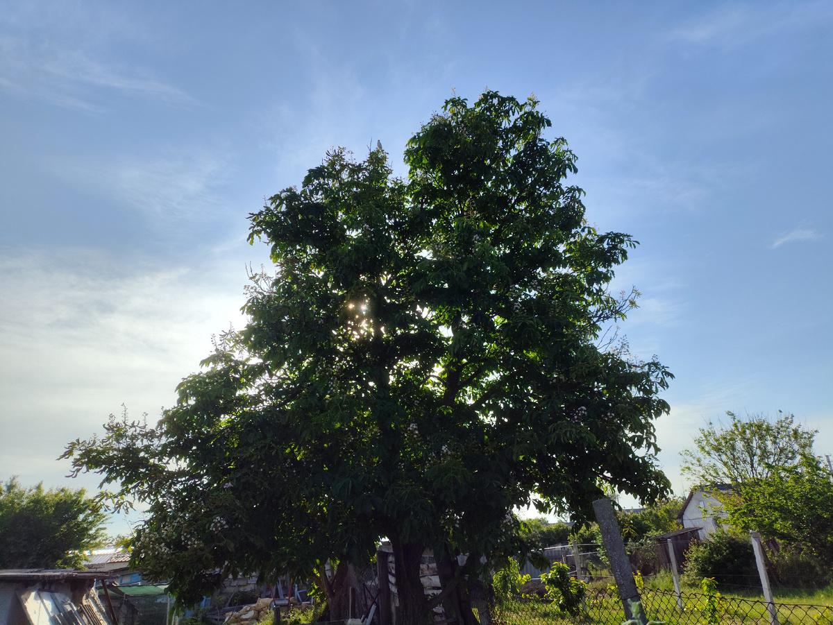 Солнце за каштаном