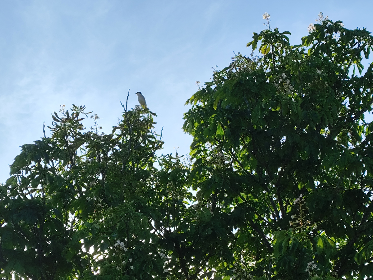 А на верхушке местный бич - дрозд, ждет, когда черешня созреет, чтобы обнести ее....