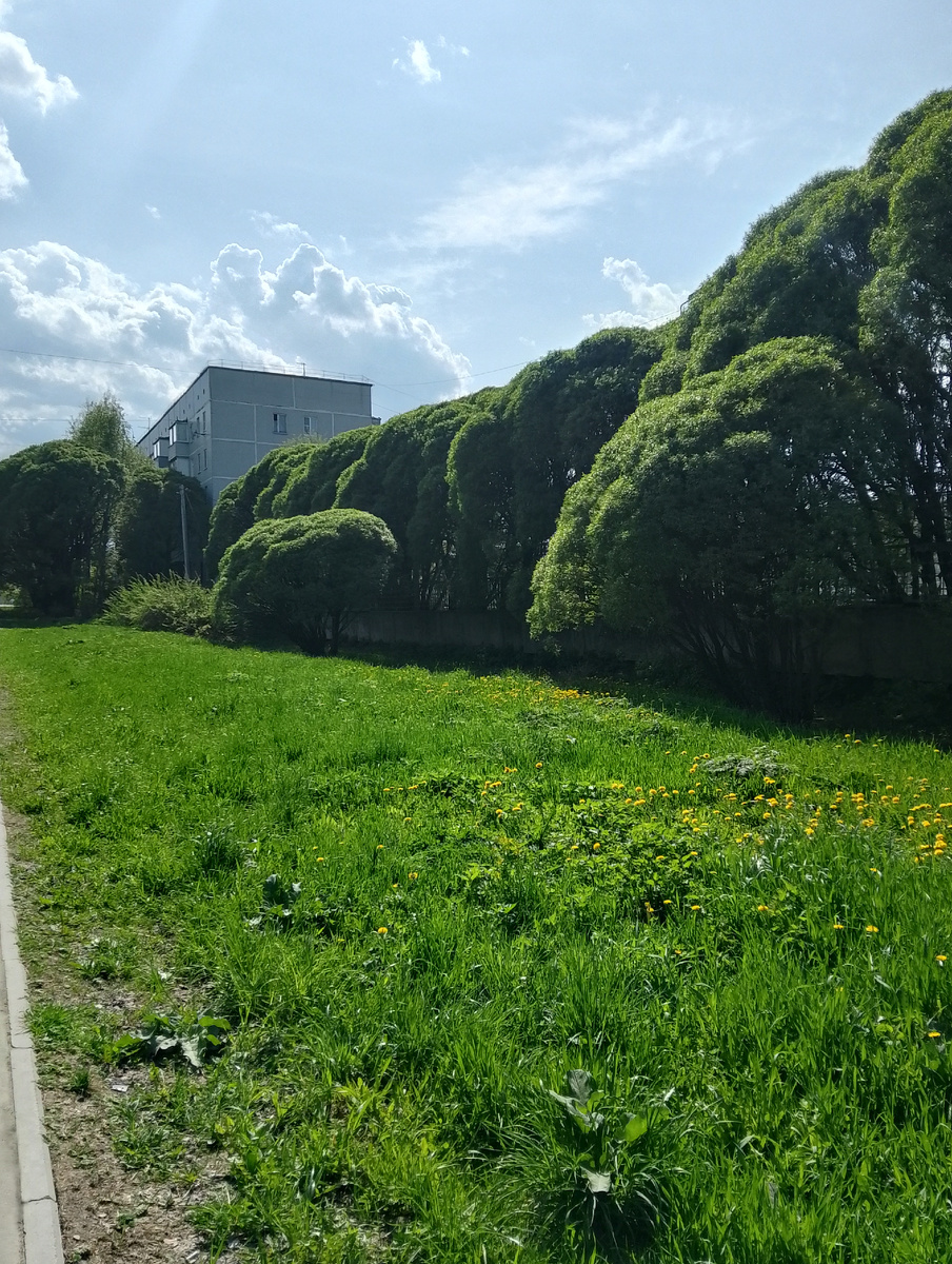 Летний майский денёк 24.05.2025, фото автора