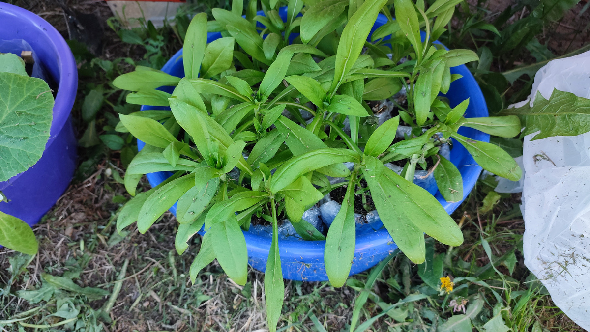 Это те, кто в стаканчиках