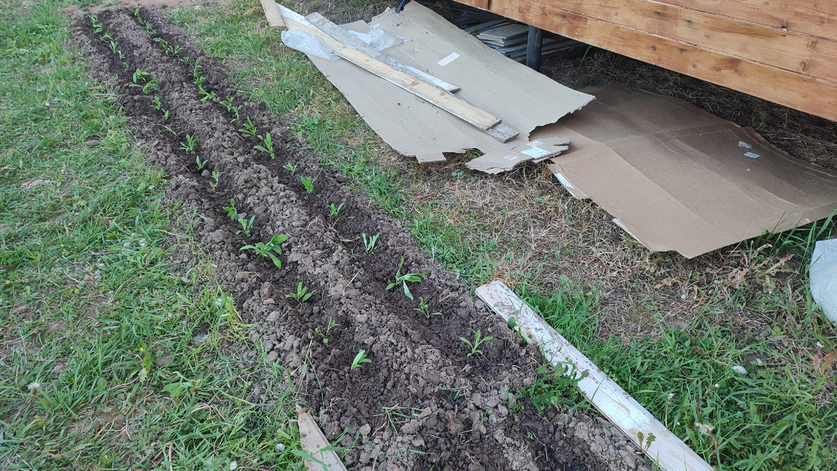 Флоксы: только посадила в землю