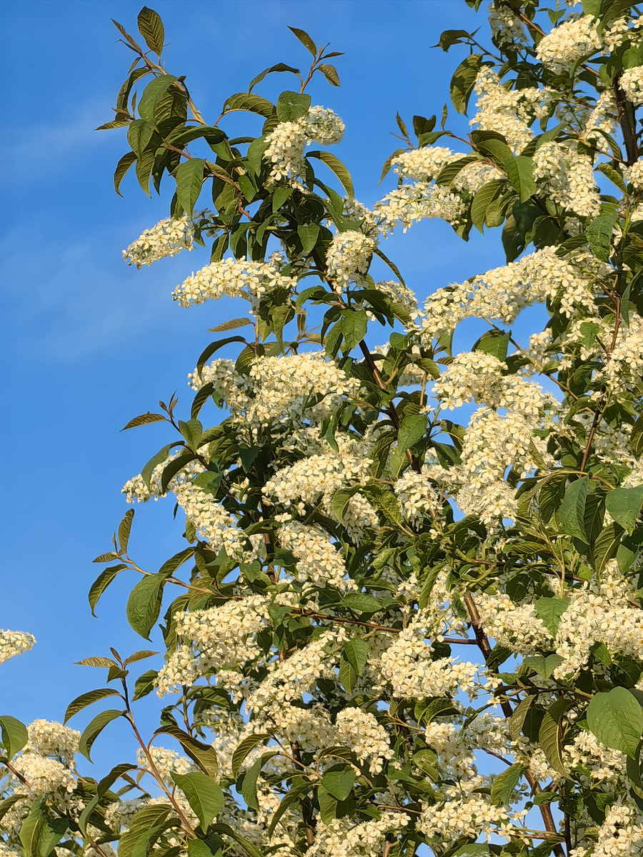 Пик цветения черёмухи. 