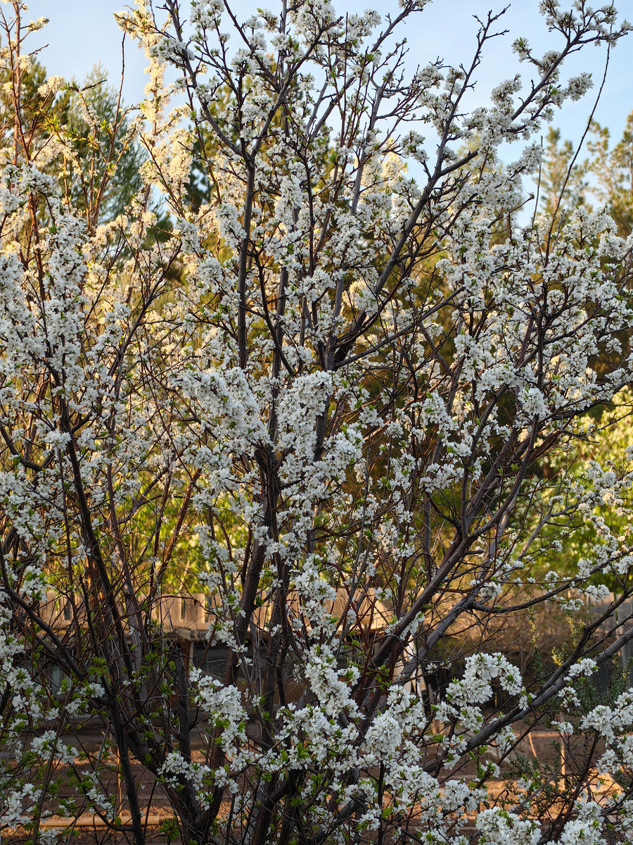 Так цветёт слива возле нашего дома. Никогда не видела такого цветения! 