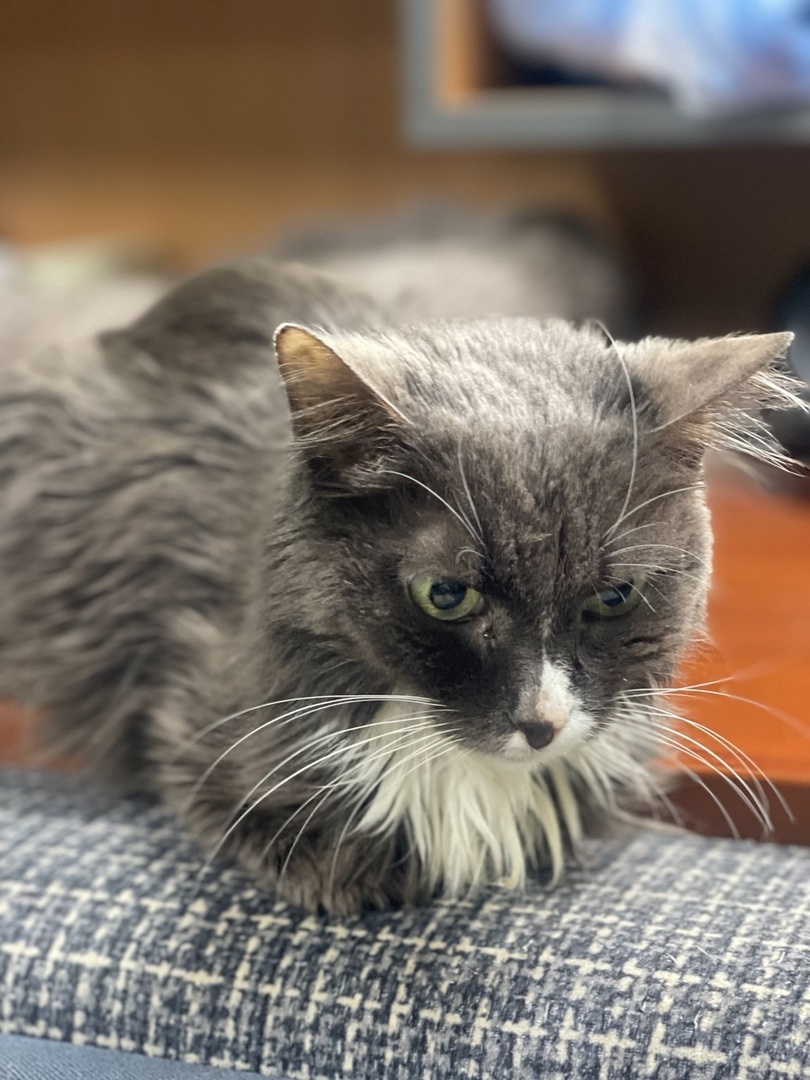 Сима снова в приюте