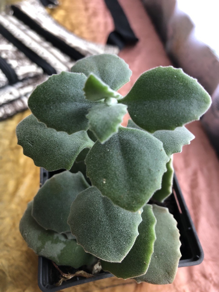 Бархатные ручки) 