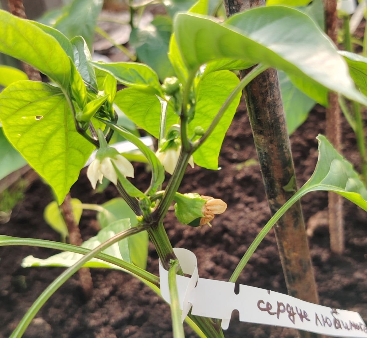 Перец  Сердце любимого