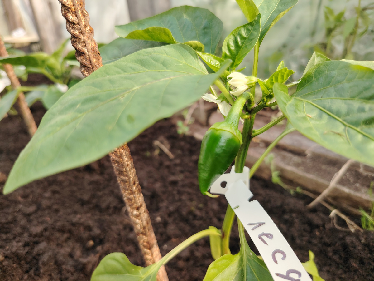 Перец Леся завязал плод с носиком