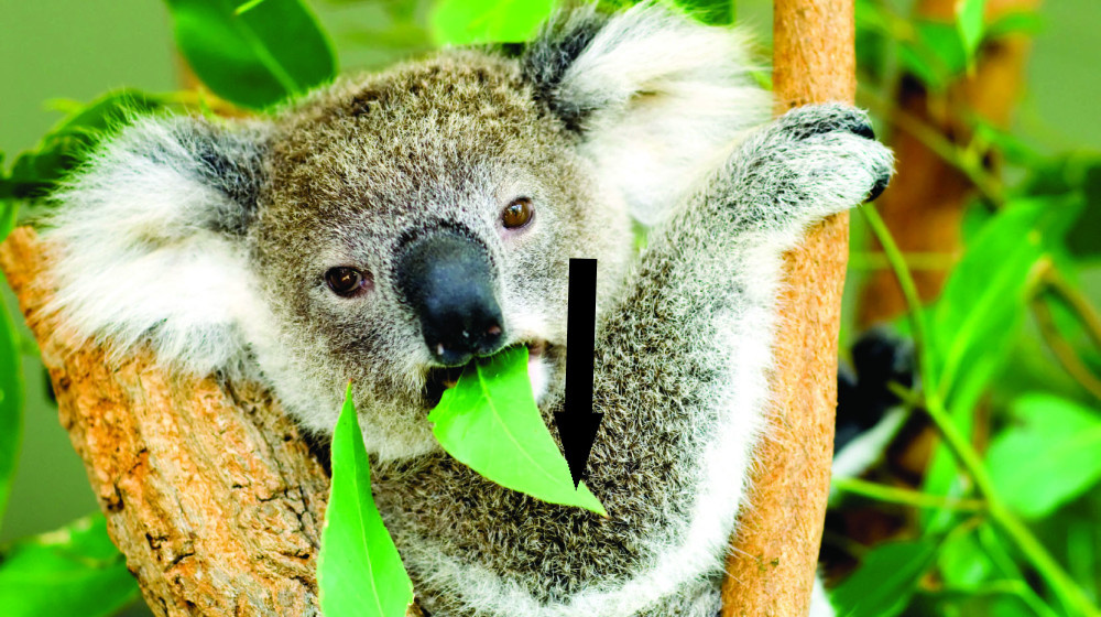    Как генетическая мутация превратила коал в живых детекторов яда