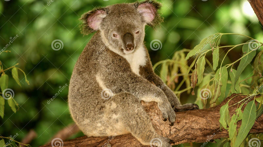    Как генетическая мутация превратила коал в живых детекторов яда