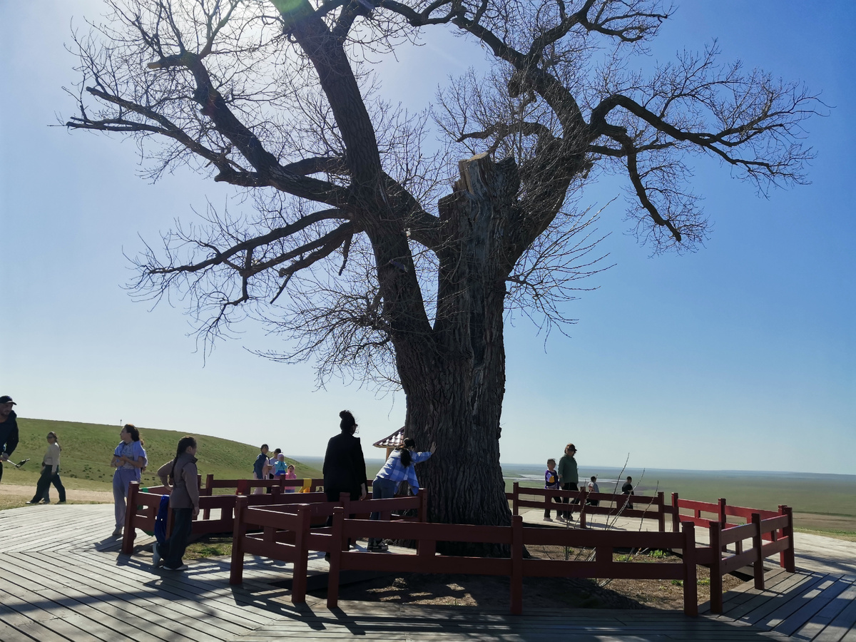 Одинокий тополь. Республика Калмыкия. 2025 г.