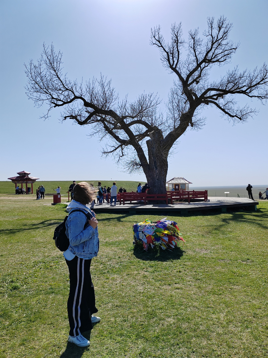 Одинокий тополь. Республика Калмыкия. 2025 г.