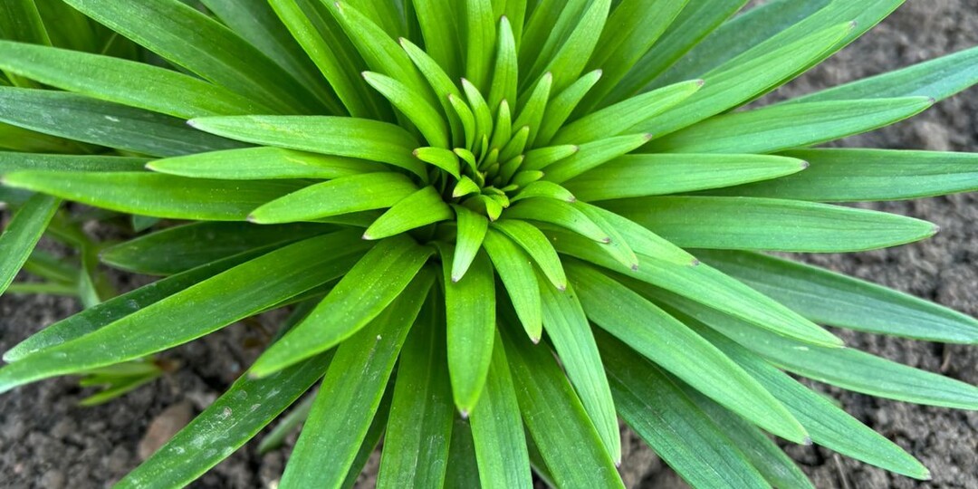 Рецепты эффективных настоев для опрыскивания лилий