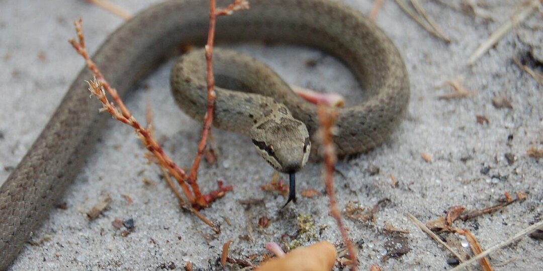 Это не шутка: змеи могут стать вашими лучшими друзьями в садоводстве