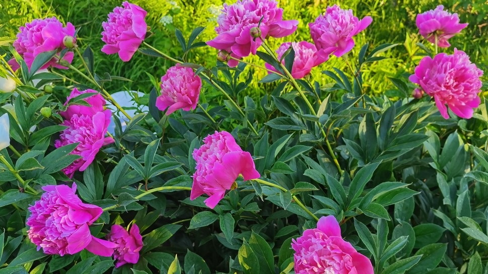 Мои пионы после дождя