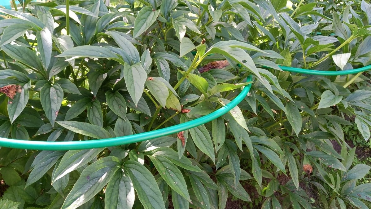 Начинал я с простого - покупал готовые металлические опоры в садовом центре за 450 рублей за штуку. 