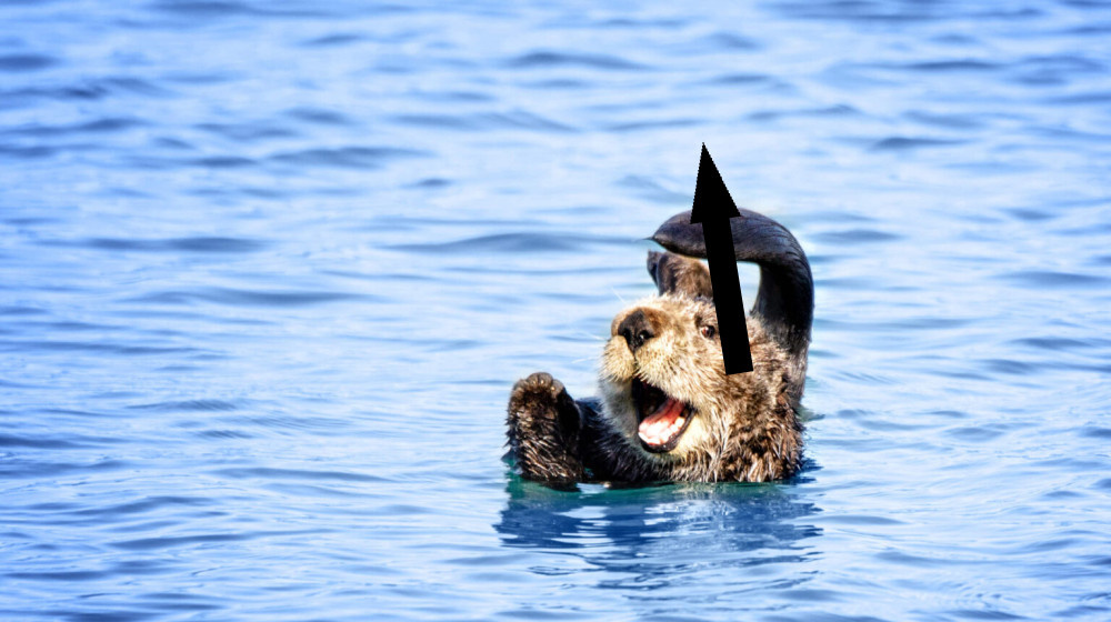    Тайна каланов раскрыта почему они спят держась за лапы