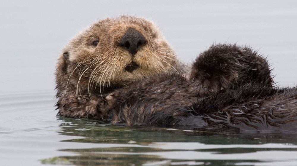    Тайна каланов раскрыта почему они спят держась за лапы