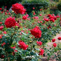     Выбирать розы нужно исходя из потребностей и предпочтений URA.RU