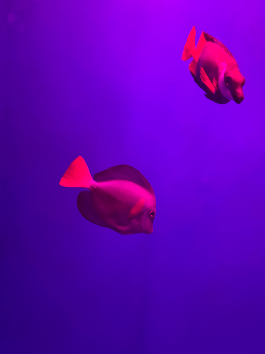 Sochi Discovery World Aquarium Океанариум Адлер