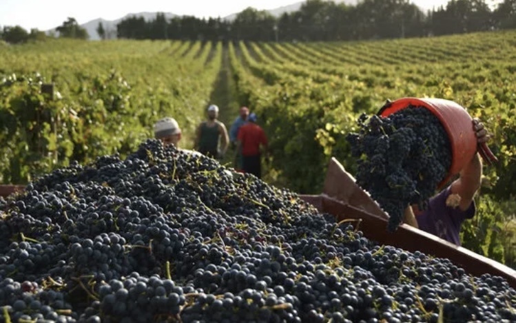 Сбор винограда 