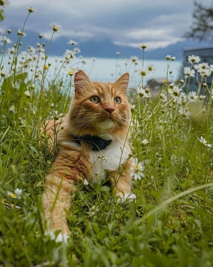 иллюстрация из яндекс картинки.