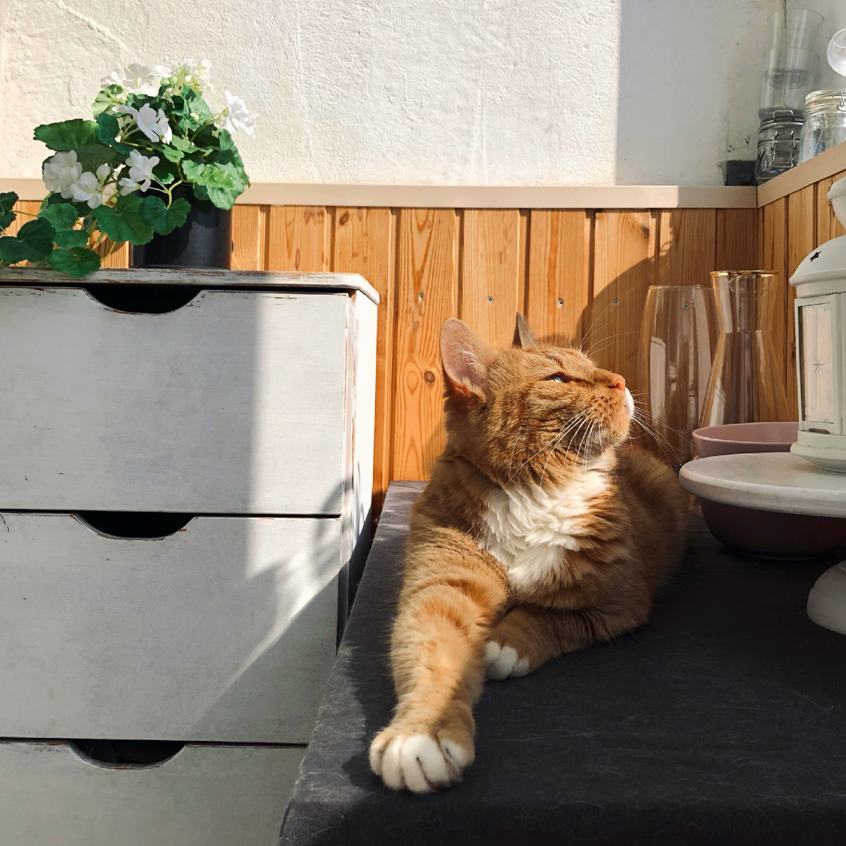 Тигруля на солнышке)