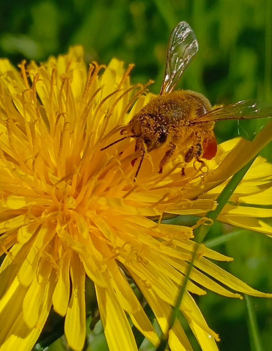Фото наше, на смартфон. 