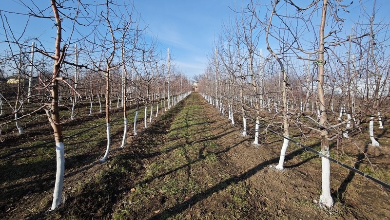      Фото: Дмитрий Ахмадуллин / / ИА «Победа26»