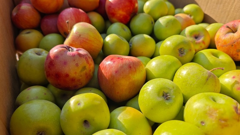    Первый урожай получат фермеры в 2026 году Фото: Дмитрий Ахмадуллин / / ИА «Победа26»