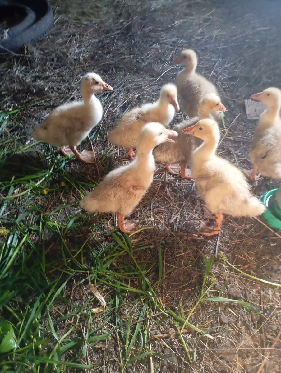 Это мои крошки.