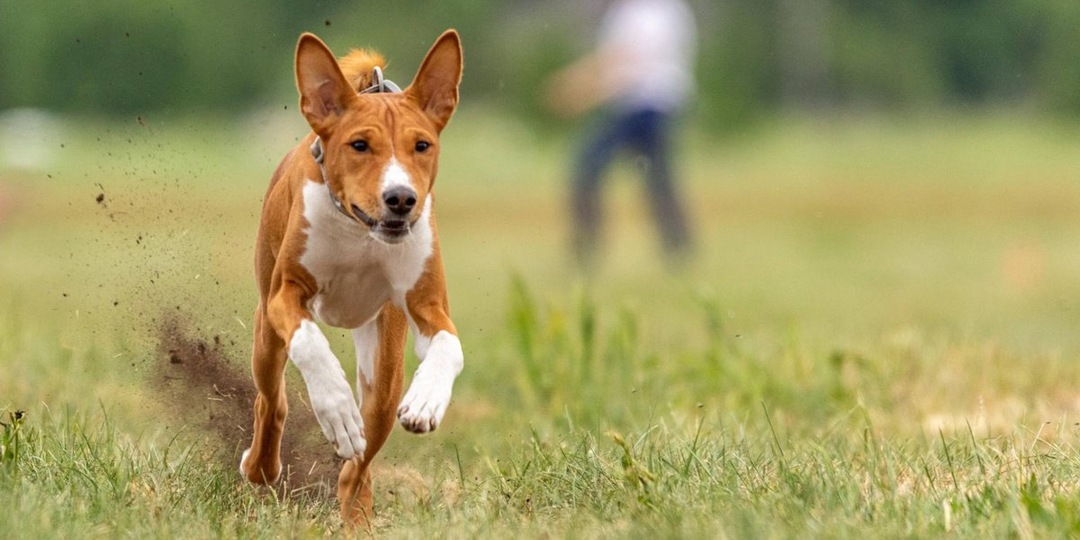 Тишина в доме: 15 пород собак, которые почти не лают
