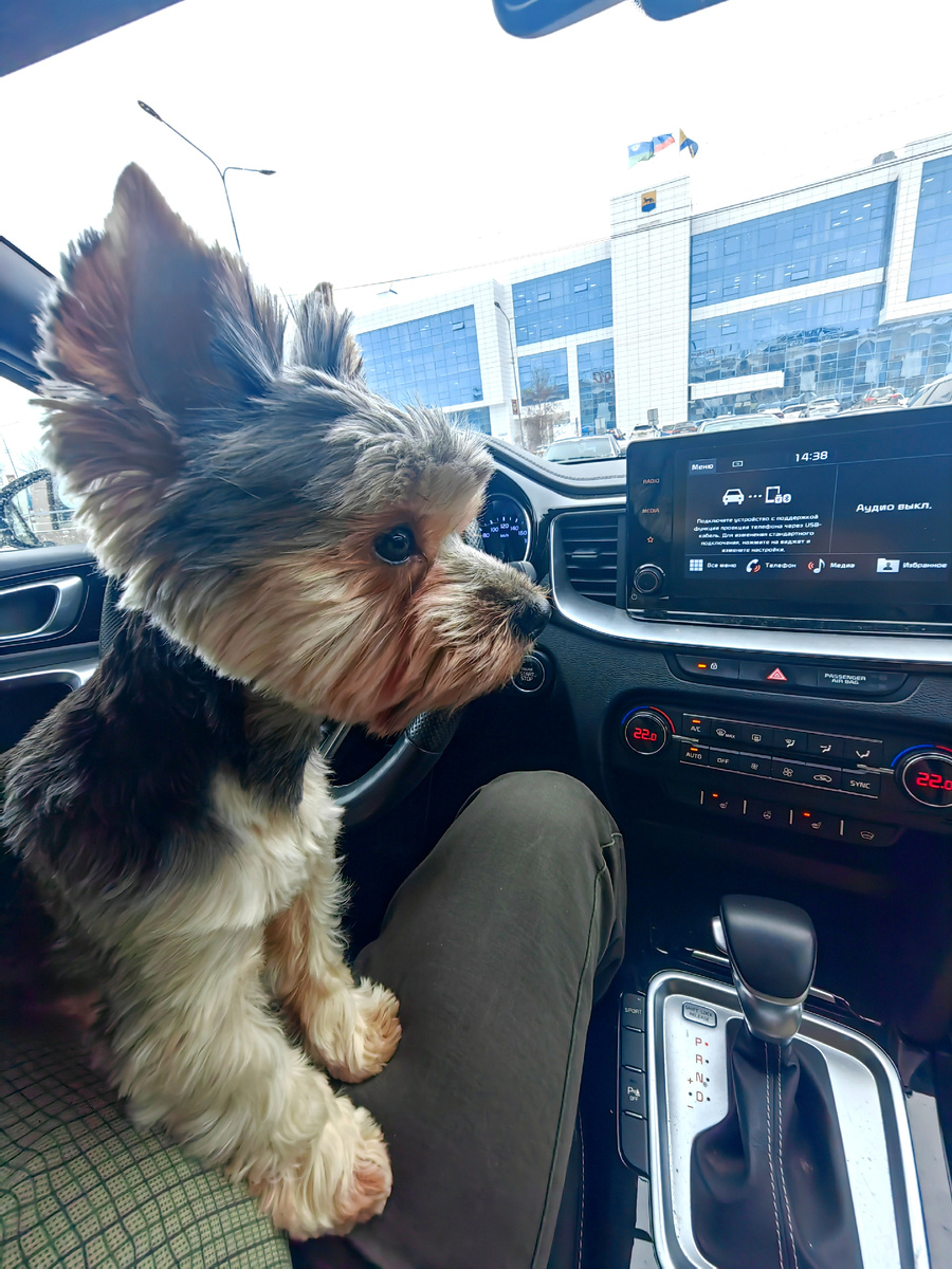 Партийная кличка Ушастый)))