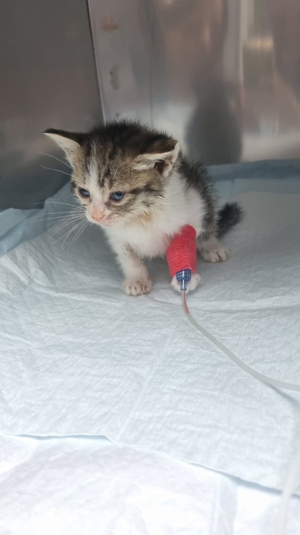 маленькая Мики