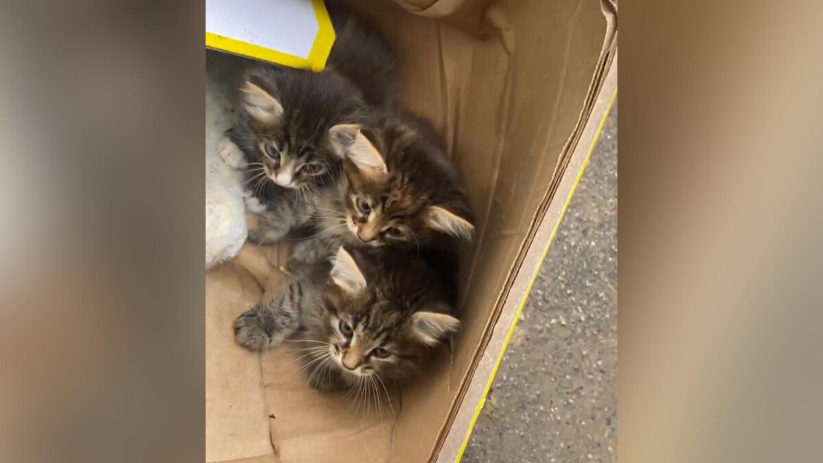    Фото: t.me/SpetsTrans1