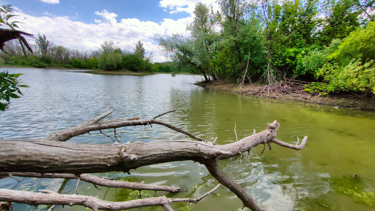 Место жительства лягух