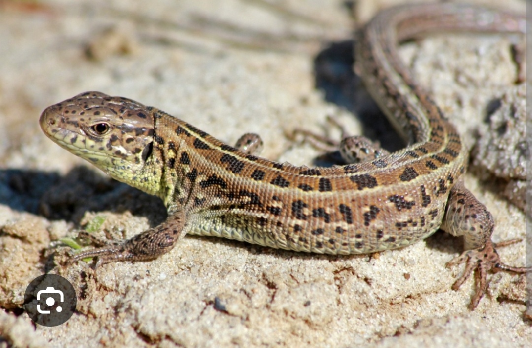 Вот такие красотки